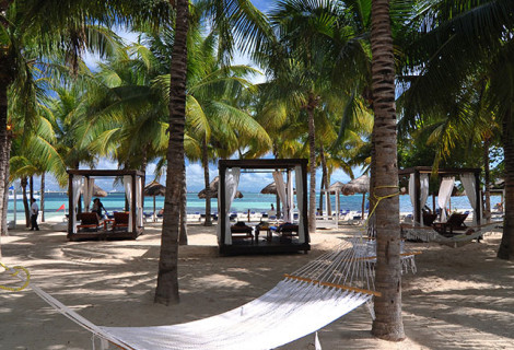 GRAND OASIS PALM_2